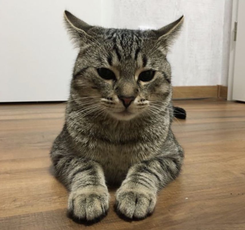 Bild: Kater Charly wird vermisst