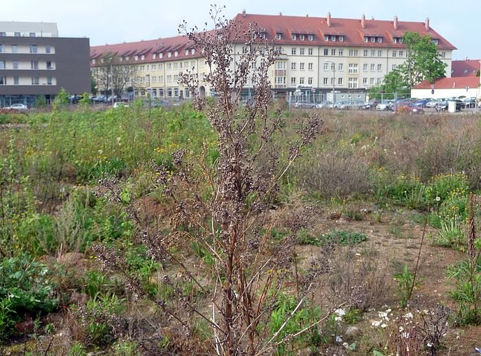 Bild: Botanisches Kleinod