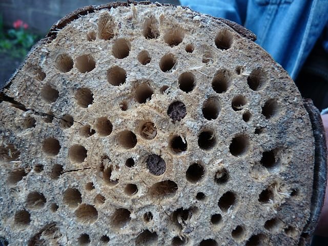 Bild: Bau eines Insektenhotels