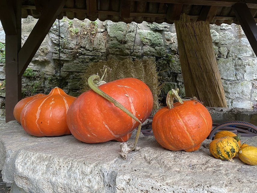 Bild: K&uuml;rbisse im NaturGarten