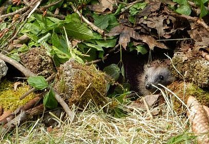 Bild: In einer Igelburg kommen Igel gut durch die kalte Jahreszeit.