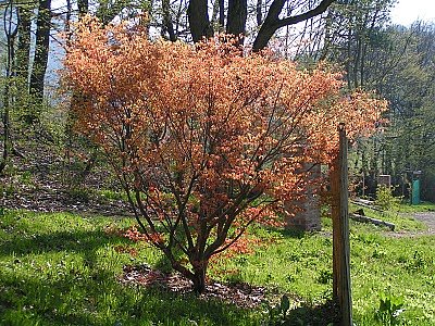 Bild: Ahorn im Arboretum