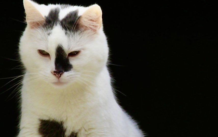 Bild: Symbolbild Katze