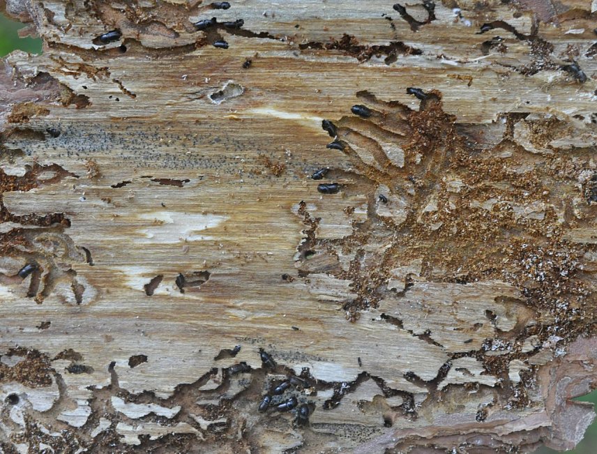 Bild: &Uuml;berwinterung von Fichtenborkenk&auml;fer unter der Rinde: Die geweihartige Fra&szlig;gangform ist typisch, Larvenfra&szlig;g&auml;nge fehlen v&ouml;llig. Bei mildem Winterwetter, klimawandelbedingt k&uuml;nftig h&auml;ufiger vorkommend, fressen die K&auml;fer in den G&auml;ngen immer weiter