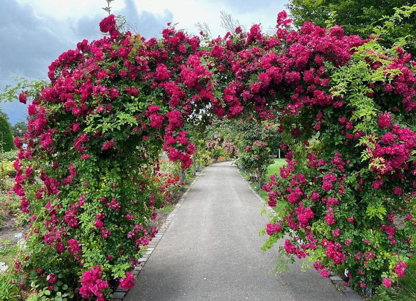 Bild: Wundervoller Rosenbogen im Rosengarten der Rosenstadt Bad Langensalza