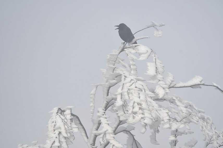 Bild: Im Wald stellen Winterst&uuml;rme f&uuml;r Menschen eine besondere Gefahr dar