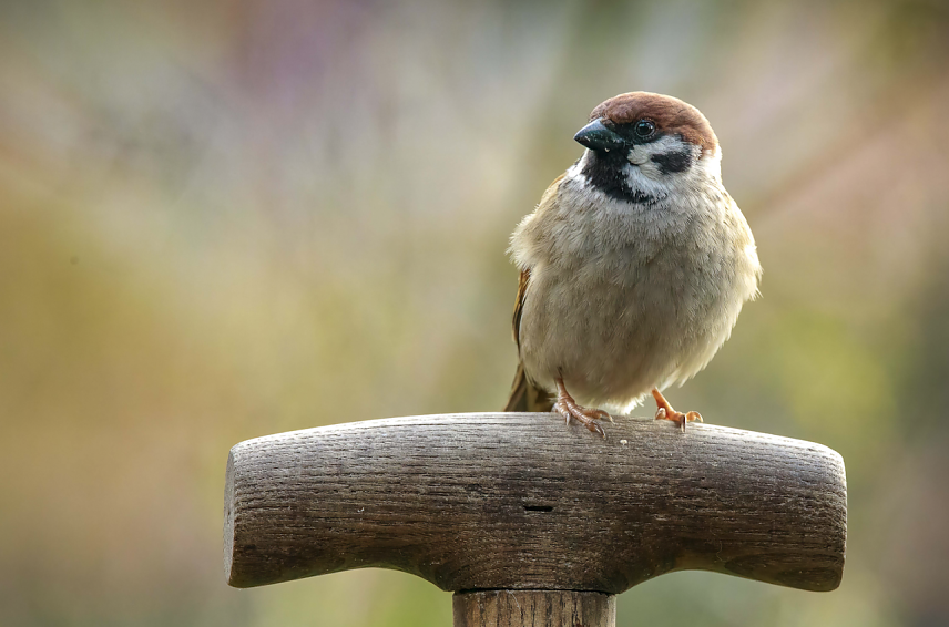 Bild: Der Feldsperling l&auml;sst sich auch im Winter blicken