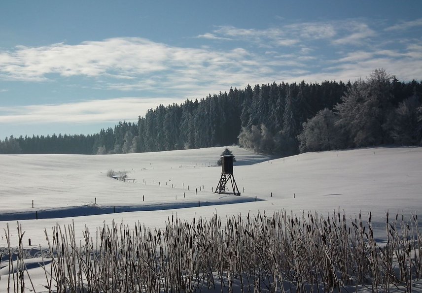 Bild: Die Jagd sorgt f&uuml;r angepasste Wildbest&auml;nde � Voraussetzung f&uuml;r einen erfolgreichen Waldumbau und die Wiederbewaldung