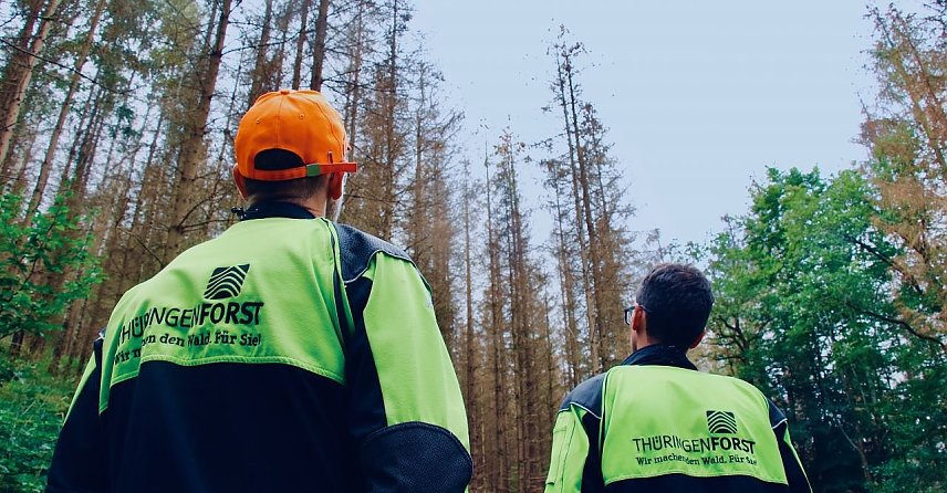 Bild: Die Nadelw&auml;lder im Harz sind Geschichte, um gegen Klima&auml;nderungen gewappnet zu sein, soll in Zukunft Mischwald das Bild bestimmen