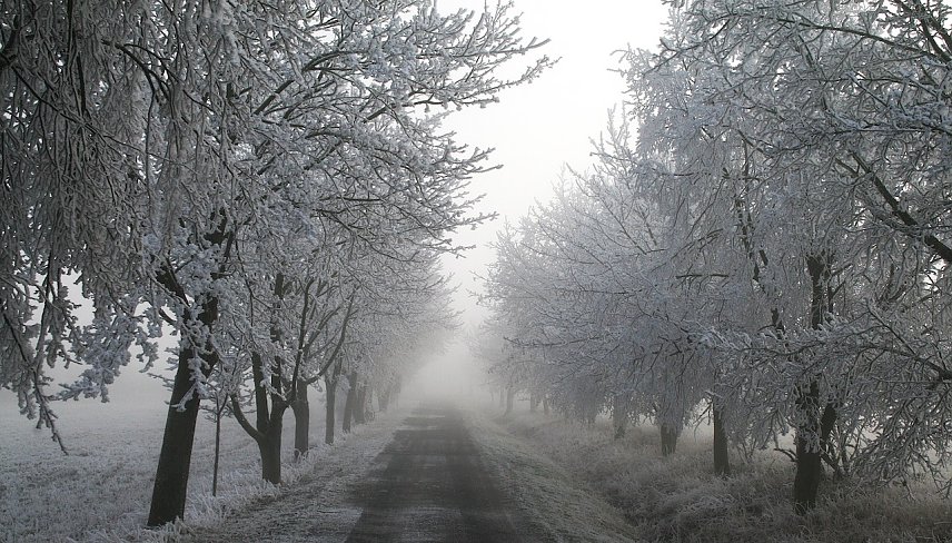 Bild: Winter in der Goldenen Aue