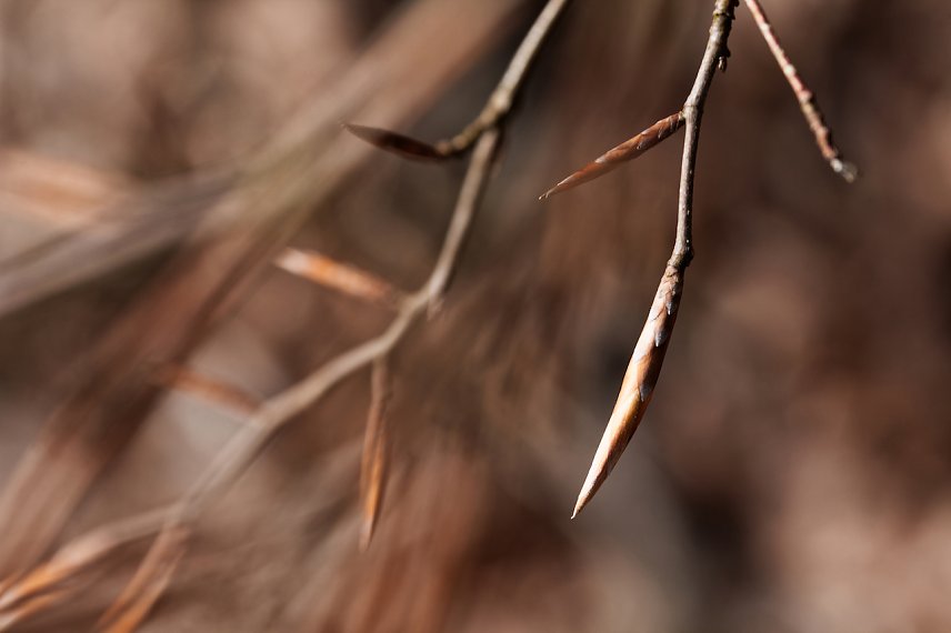 Bild: Knospen 