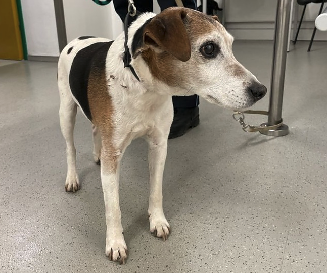 Bild: Vermisster Hund in Sondershausen