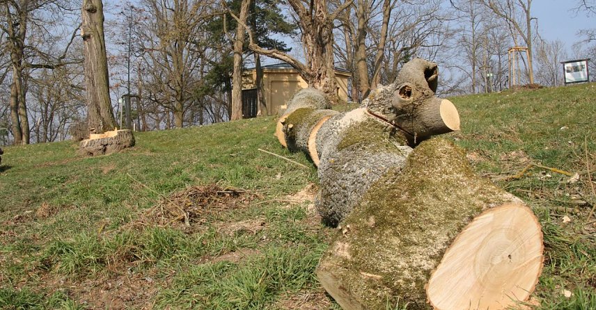 Bild: Gefallen, zers&auml;gt und bereit zum Abtransport - im Park Hohenrode musste man sich von einigen B&auml;umen verabschieden, plant aber bereits die Neupflanzungen f&uuml;r das Fr&uuml;hjahr