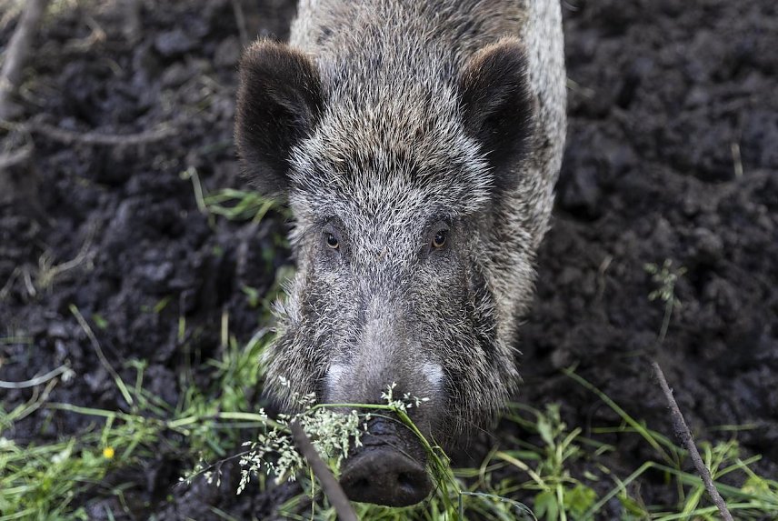 Bild: Wildschwein