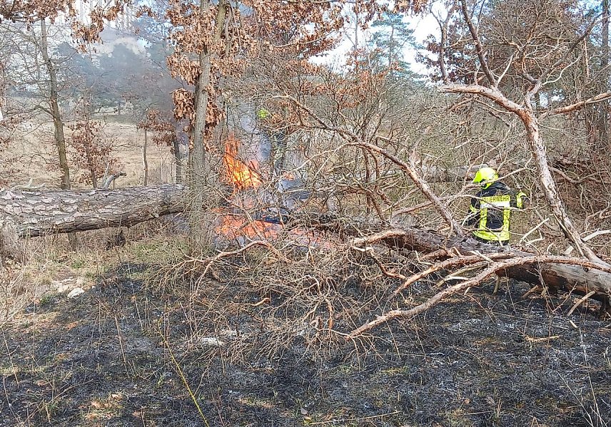 Bild: Waldbrand bei Bad Frankenhausen 
