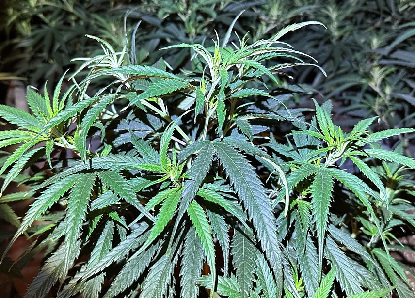 Bild: Cannabispflanze