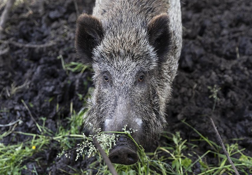 Bild: Unf&auml;lle mit Wildschweinen k&ouml;nnen f&uuml;r Menschen lebensgef&auml;hrlich sein.