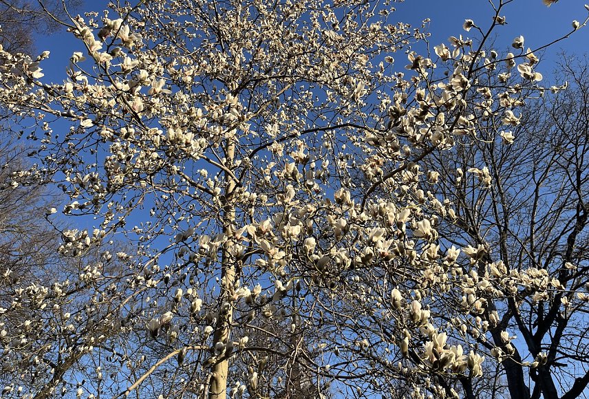 Bild: Baumbl&uuml;te beginnt: Endlich Fr&uuml;hling!