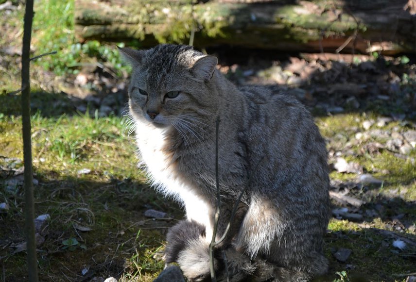 Bild: Wildkater Emil aus dem Wildkatzendorf H&uuml;tscheroda
