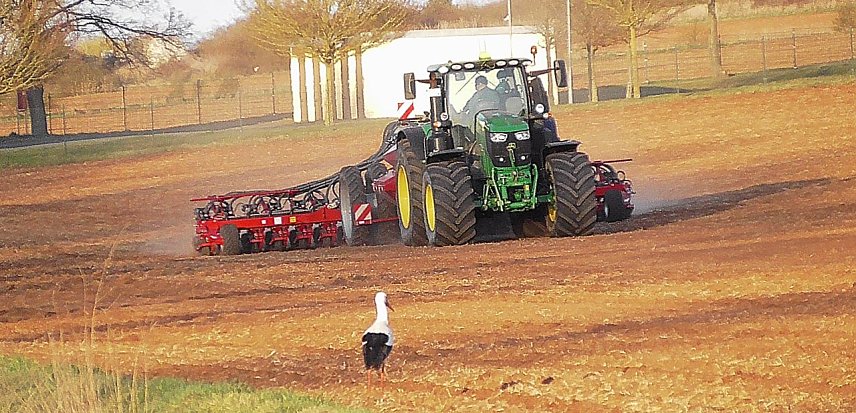 Bild: Ob da was f&uuml;r Meister Adebar bei abf&auml;llt? - Storchenbesuch bei Kelbra