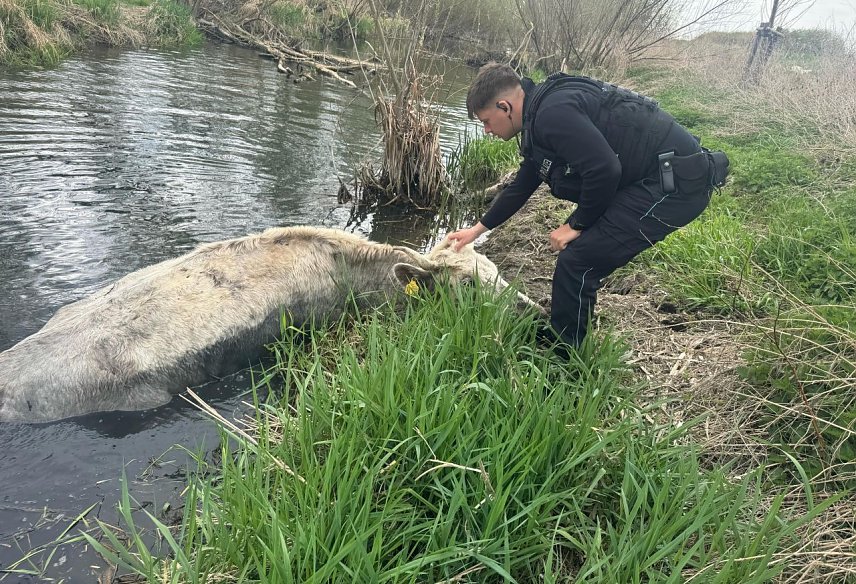 Bild: Tierrettung aus der Unstrut