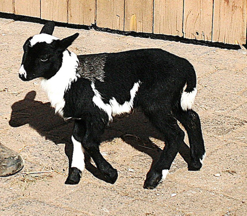 Bild: Dreifarbiges Lamm auf dem Hof der Familie M&ouml;ckel