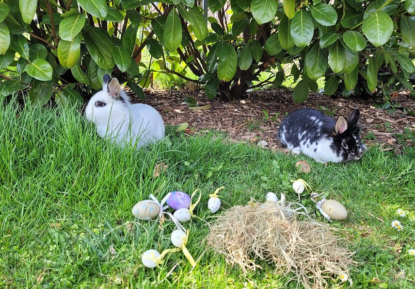 Bild: Ostern bei Familie Tritschler in Nohra bei Bleicherode (2.)
