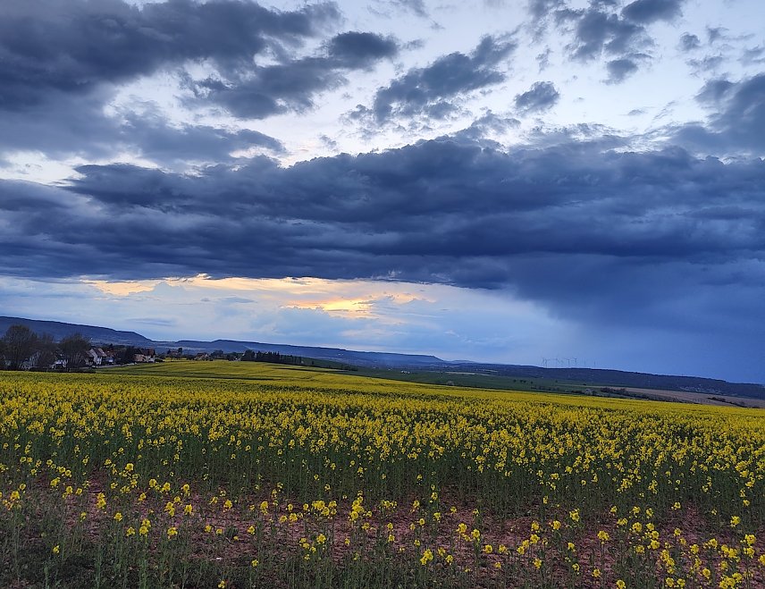 Bild: Naturfoto: Hain in Richtung Westen