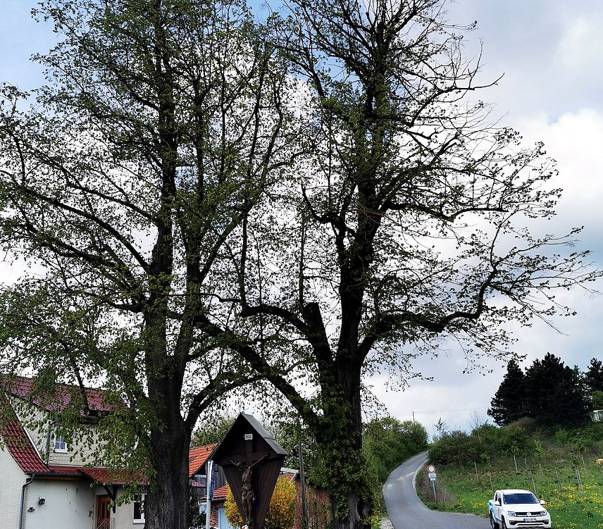 Bild: Besch&auml;digte Winterlinde