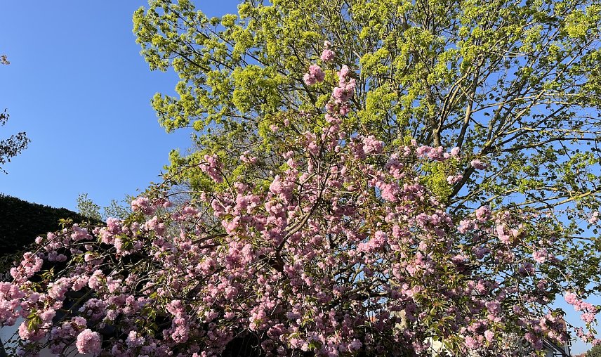 Bild: Massiver Regen st&ouml;rt in den n&auml;chsten tagen das Fr&uuml;hlingsbild