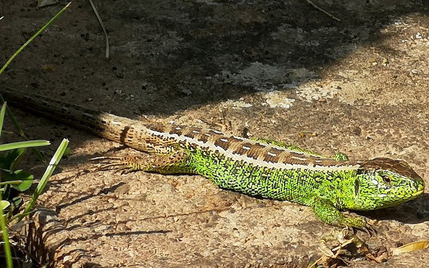 Bild: Fr&uuml;hlingserwachen im Garten mit Zauneidechse