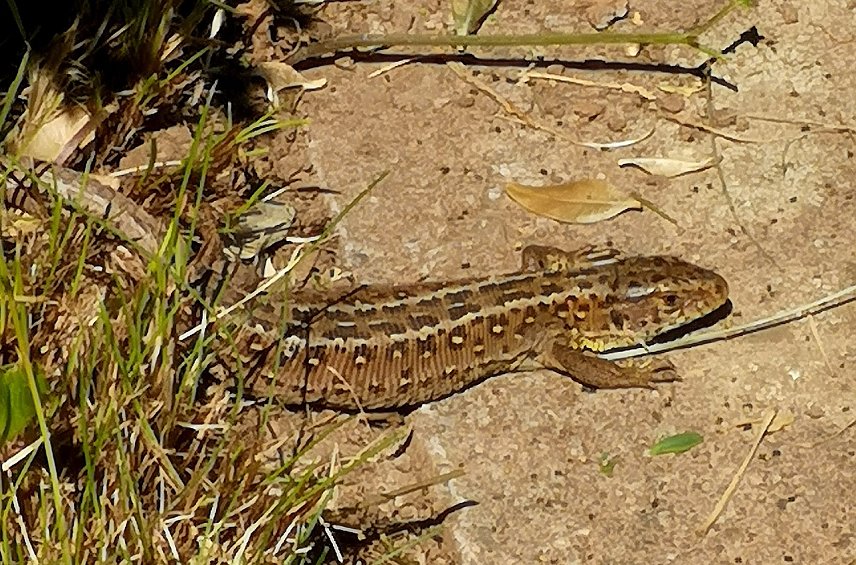 Bild: Fr&uuml;hlingserwachen im Garten mit Zauneidechse