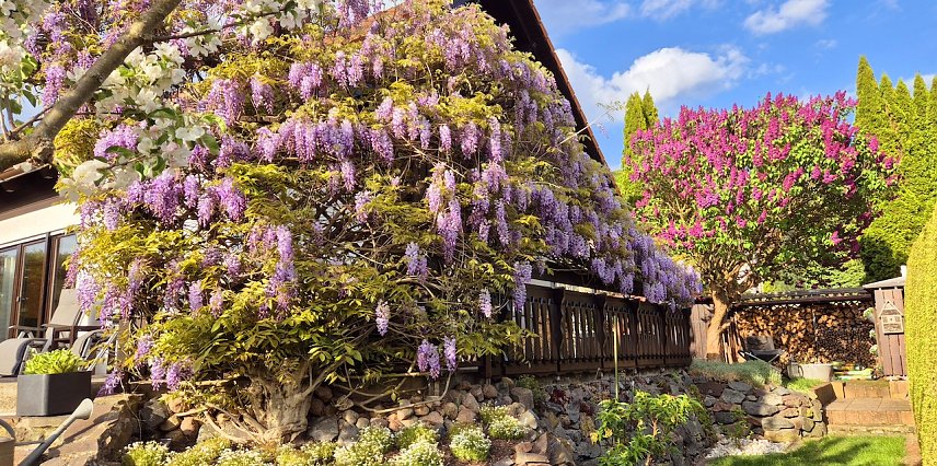 Bild: Momentaufnahme: Blauregen im Fr&uuml;hling