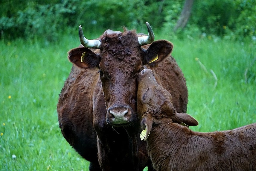Bild: Kuh mit Kalb auf der Weide (1)