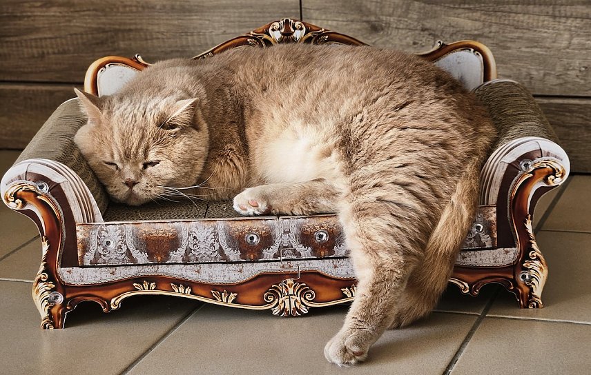 Bild: Unser K&ouml;nig "Kater" auf dem Thron