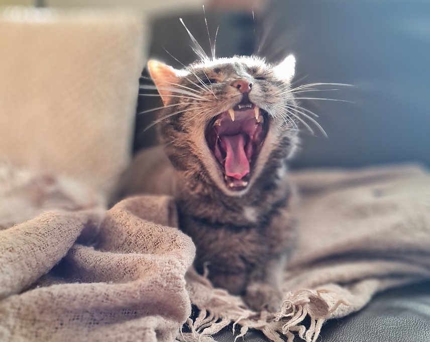 Bild: M&uuml;de Katze im Fr&uuml;hling