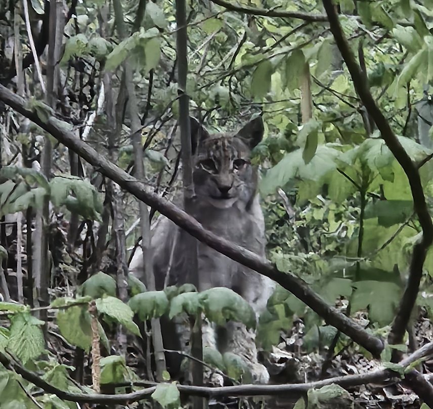 Bild: Begegnung mit Luchs