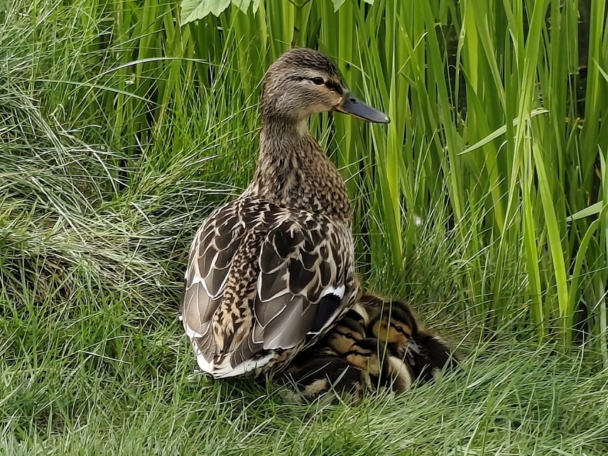 Bild: Entenfamilie in Neustadt