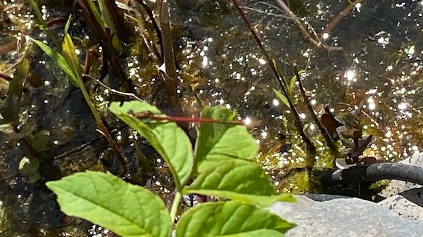 Bild: Rote Libelle am Teich