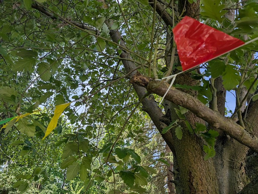 Bild: Falscher Baumschnitt 