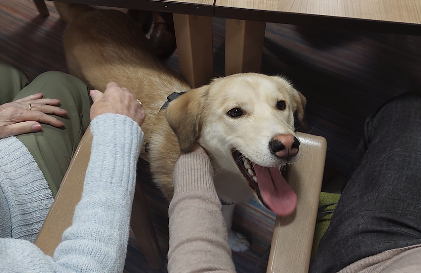 Bild: Therapiehund Luke ist nicht mehr wegzudenken