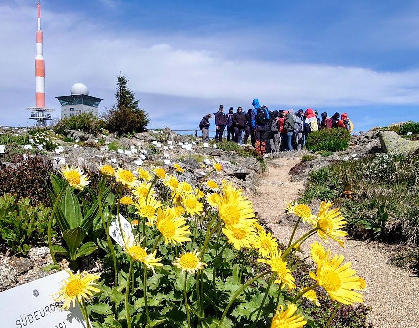 Bild: Humboldtianer auf dem Brocken