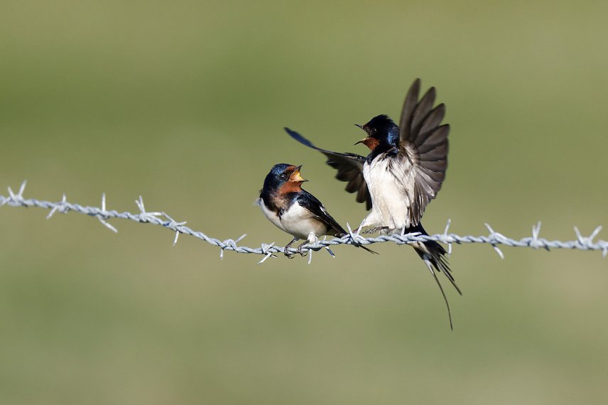 Bild: Rauchschwalben