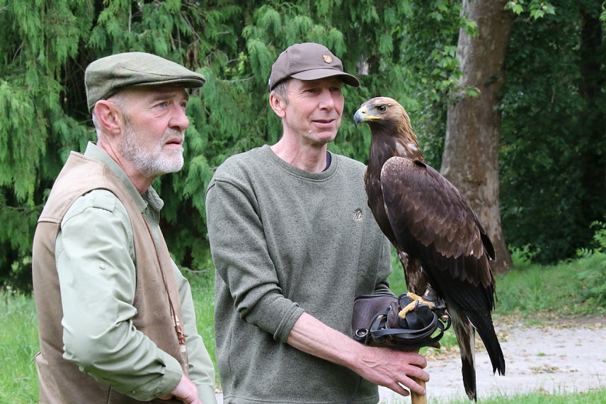 Bild: So nah kommt man einem Steinadler nicht alle Tage - Reiner Gulyasch aus St&ouml;ckey hatte neben dem "Terzel" auch zwei "Harris Hawks" mitgebracht