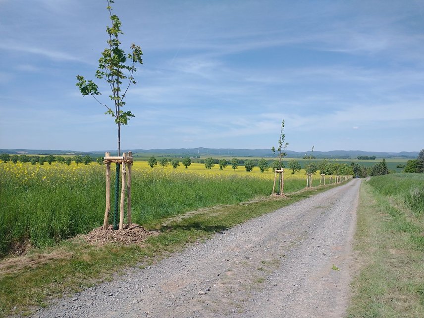 Bild: Baumpflanzungen bei Etzelsrode