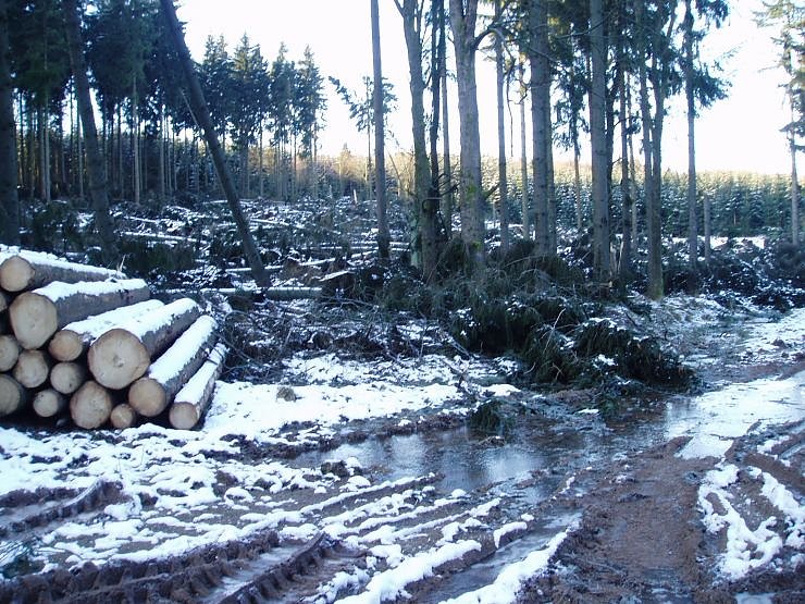 Bild: Blick in den S&uuml;dharzer Wald