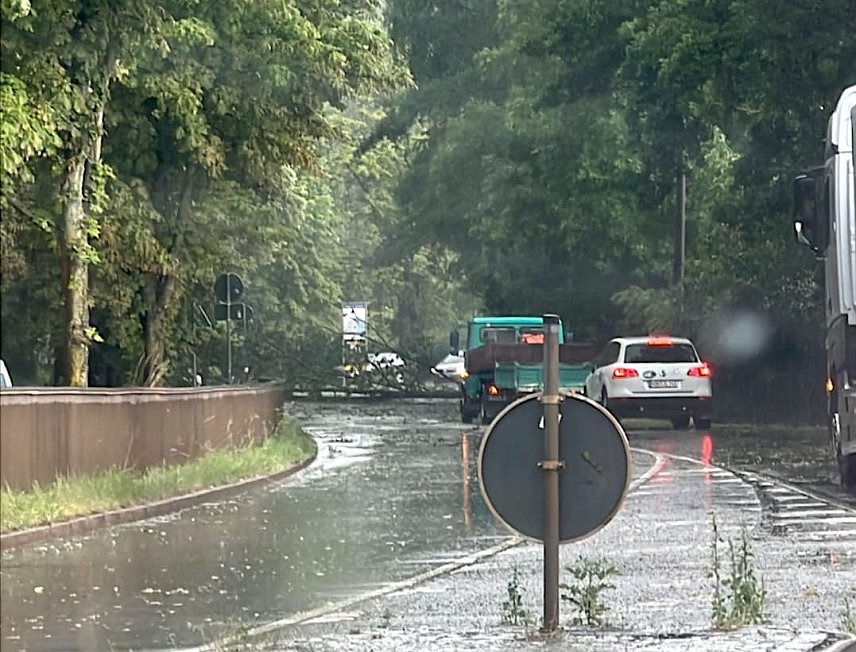 Bild: Umgest&uuml;rzter Baum &uuml;ber der B4
