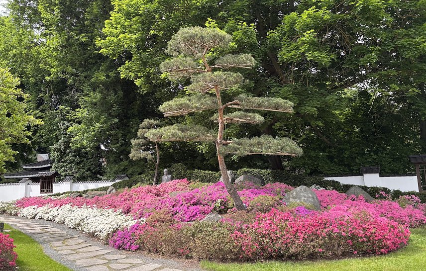 Bild: Lichterfest am 12. Juli im Japanischen Garten