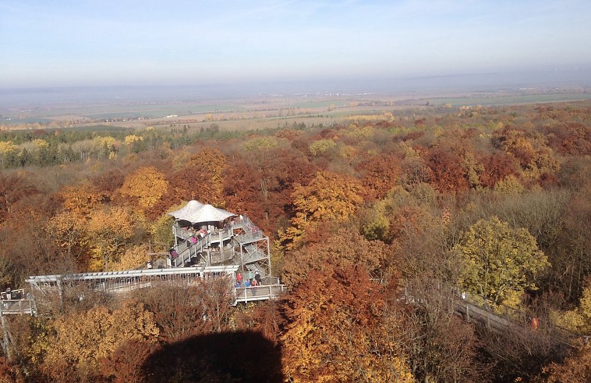 Bild: Baumkronenpfad im Hainich