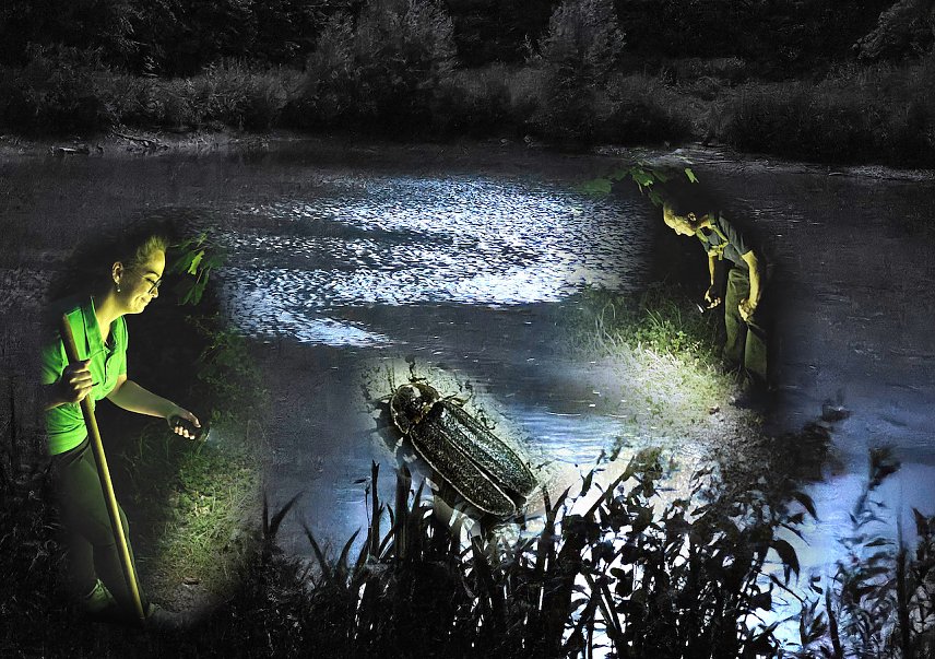 Bild: Nacht der Gl&uuml;hw&uuml;rmchen